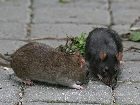 Rattus norvegicus e Rattus rattus: caratteristiche a confronto