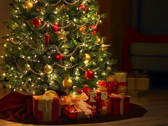 Natale: gli insetti xilofagi sotto l’albero 