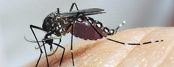 Azioni di eliminazione dei focolai di zanzare