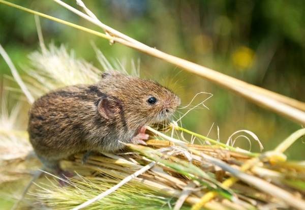Infestanti portati da altri animali: i topi come vettori di infestanti (parte seconda)