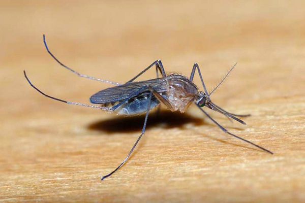 Le zanzare anofeline e culicine