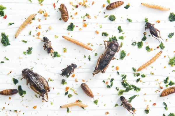 Gli insetti come “novel food”: che cosa prevede la normativa
