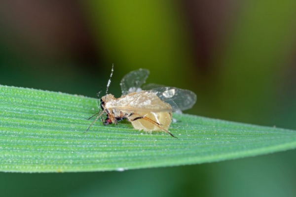 I funghi entomopatogeni per il controllo delle zanzare