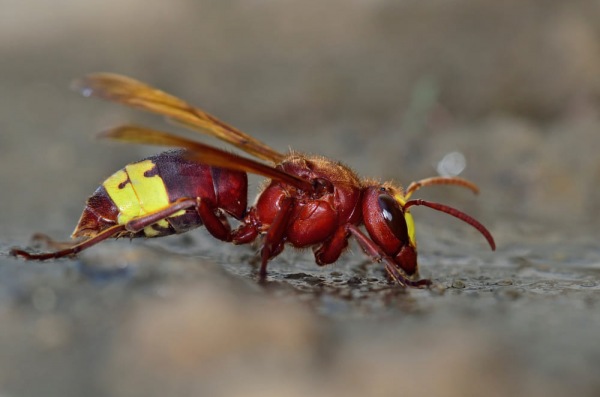 La vespa orientale