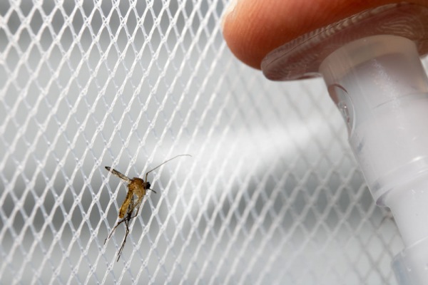 Resistenza delle zanzare agli insetticidi (seconda parte)