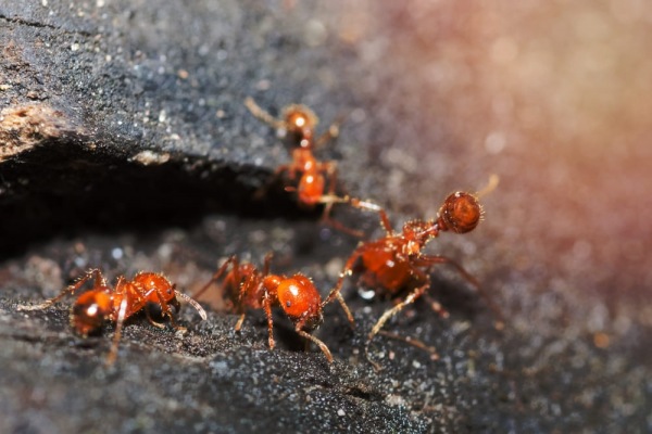 Solenopsis invicta – la formica di fuoco 