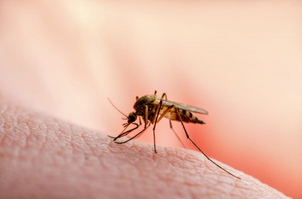 Quanto vive una zanzara?